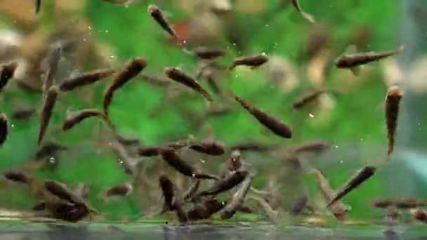 Garra Rufa Fischfußpflege Mit Natürlichem Peeling Und Massage Dabei Scheiden — Stockvideo