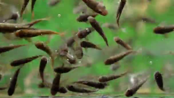 Garra Rufa Уход Ногами Рыб Естественным Пилингом Массажем Процессе Выделяют — стоковое видео