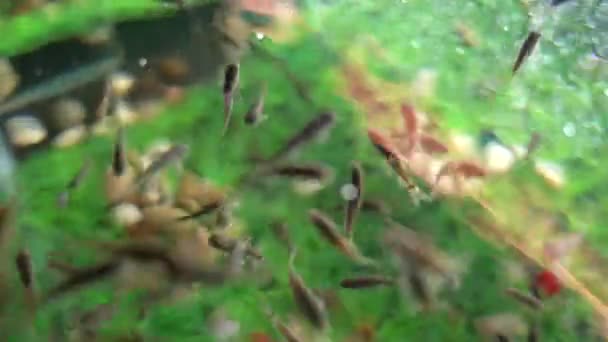 Garra Rufa Balık Ayağı Bakımı Doğal Kabuk Soyma Masaj Süreçte — Stok video