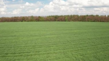 Genç yeşil alan havadan görüntüsü. Yeşil buğday.