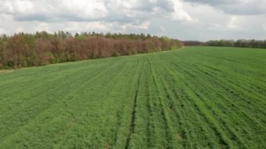 Genç yeşil alan havadan görüntüsü. Yeşil buğday.