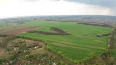 Genç yeşil alan havadan görüntüsü. Yeşil buğday.