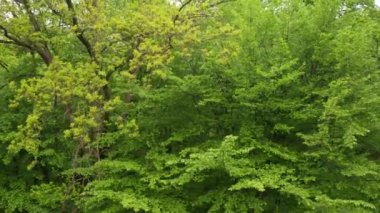 Genç yeşil alan havadan görüntüsü. Yeşil buğday.