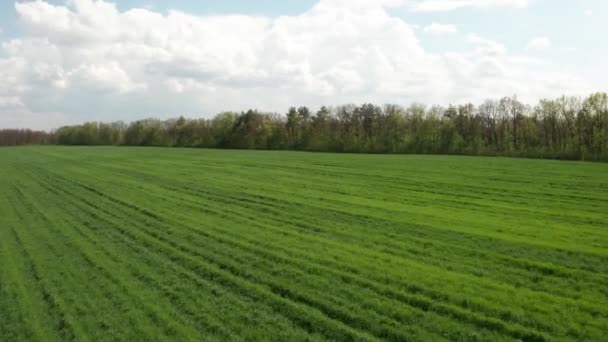 Mladý Zelený Letecký Záběr Zelená Pšenice — Stock video