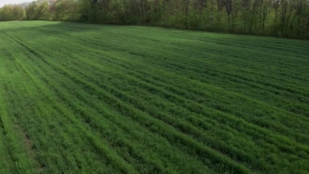 Jeune champ vert tir aérien. Blé vert .