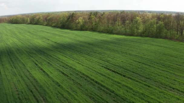 Jeune champ vert tir aérien. Blé vert .