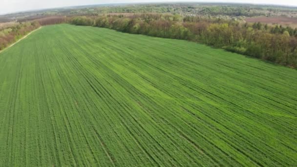 Jeune champ vert tir aérien. Blé vert .