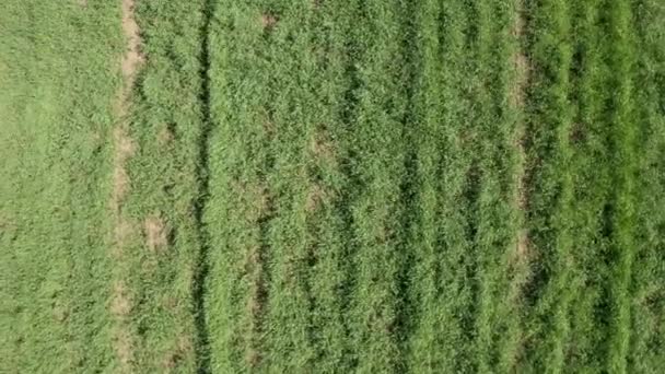 Junges Grünes Feld Luftaufnahme Grüner Weizen — Stockvideo