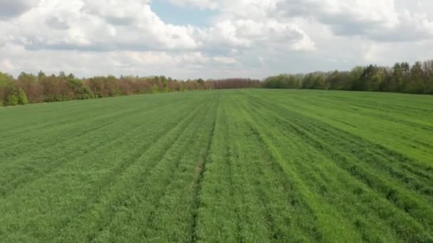 Young Green Field Aerial Shot Green Wheat — Stock Video