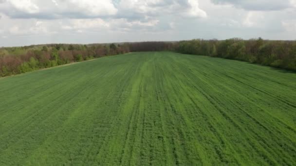 Young Green Field Aerial Shot Green Wheat — Stock Video