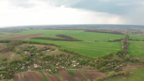 Fiatal Zöld Mező Légi Felvétel Zöld Búza — Stock videók