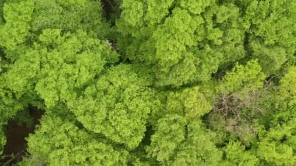 Jeune Champ Vert Tir Aérien Blé Vert — Video