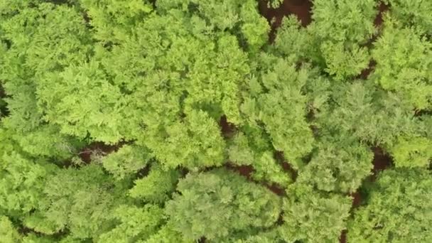 Νεαρό Πράσινο Πεδίο Εναέρια Βολή Πράσινο Σιτάρι — Αρχείο Βίντεο