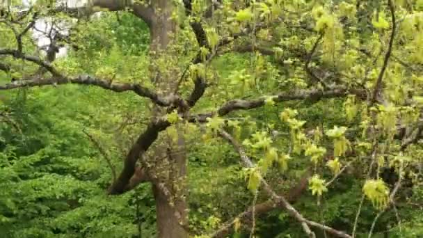 Junges Grünes Feld Luftaufnahme Grüner Weizen — Stockvideo