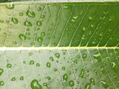 Su yeşil yaprağa düşer.