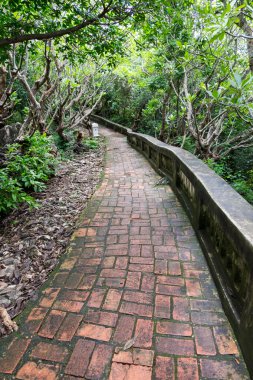 Islak ve kaygan tuğla yolu tropikal orman.
