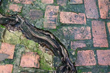 Islak ve kök ağaç arka plan ile tuğla zemin üzerinde yeşil algler.