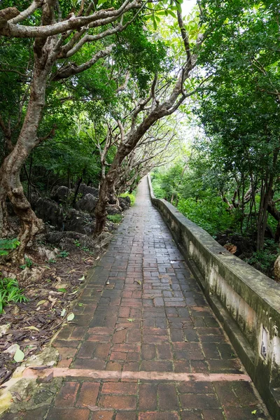 Caminho de tijolo molhado e escorregadio na floresta tropical . — Fotografia de Stock