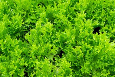 Frillice buzdağı, hydroponic marul yetiştirmek için hazır. Çiftlikte Suan Phueng, Ratchaburi, Tayland.