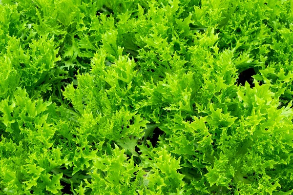 Frillice buzdağı, hydroponic marul yetiştirmek için hazır. Çiftlikte Suan Phueng, Ratchaburi, Tayland.