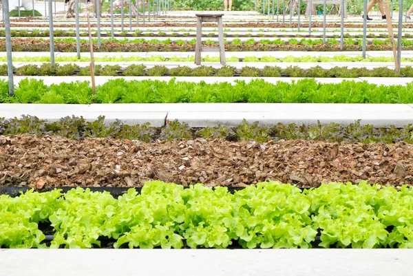 Sera Corofield, Suan Phueng, Ratchaburi, Tayland Hydroponic grupta. Perspektif ve seçici odak.