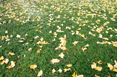 Sarı yapraklar yeşil çimenlerin üzerinde. Arka plan ve doku. Seçici odak.