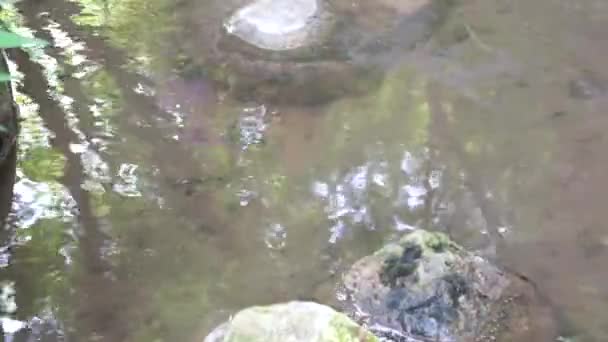 Agua en el río y grandes rocas, reflejan árboles y follaje en la superficie . — Vídeo de stock