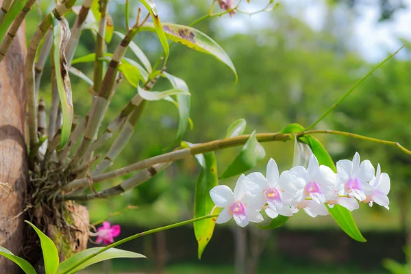 Beyaz Orkide çiçek yeşil yaprak — Stok fotoğraf