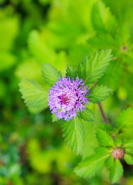 Mor çiçek ve yaprak yeşil