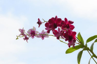 Gökyüzü arka plan üzerinde Menekşe orkide çiçek