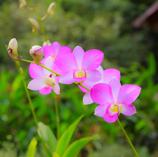 緑の葉とピンクの蘭の花 — ストック写真