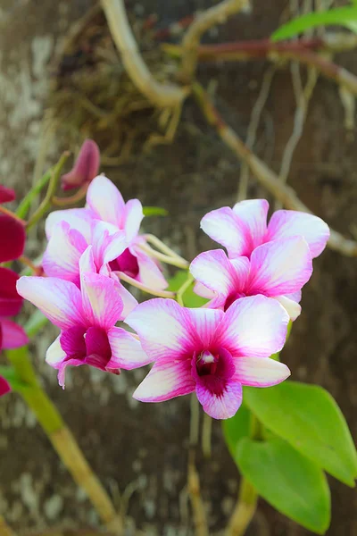 Beyaz ve Mor Orkide Çiçeği — Stok fotoğraf