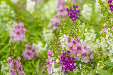 Bahçedeki lavanta çiçeği tarlası