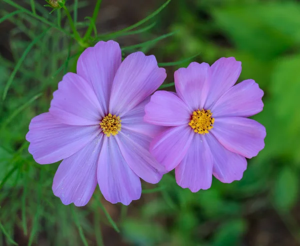 Hermosas flores cosmos dobles —  Fotos de Stock