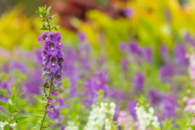 Bahçede açan lavanta çiçeği tarlası