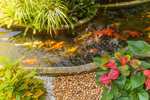 Renkli süslü sazan balıklarıyla süslü bir gölet bahçedeki yapay bir gölette yüzer.