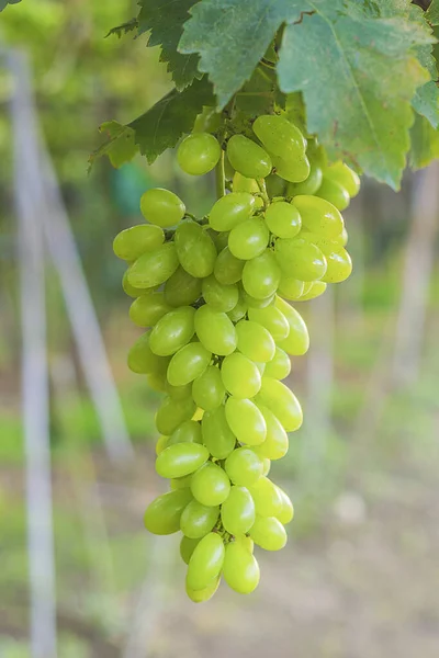 Frodiga Vita Druvor Som Hänger Vinrankor Med Gröna Blad Vinstocken — Stockfoto