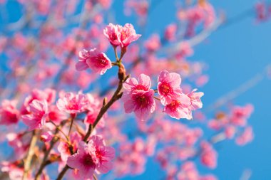 Vahşi Himalaya kirazı veya Prunus cerasoides veya Tayland 'ın Sakura' sı mavi gökyüzü arka planıyla kış mevsiminde çiçek açıyor..
