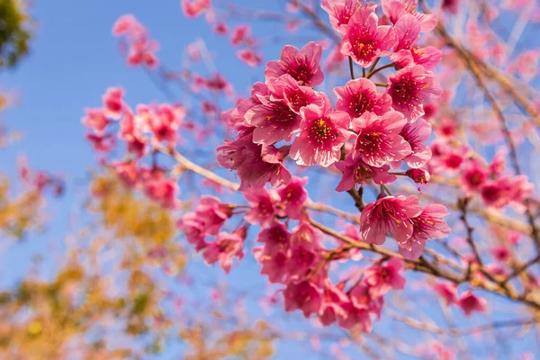 Vahşi Himalaya kirazı veya Prunus cerasoides veya Tayland 'ın Sakura' sı mavi gökyüzü arka planıyla kış mevsiminde çiçek açıyor..