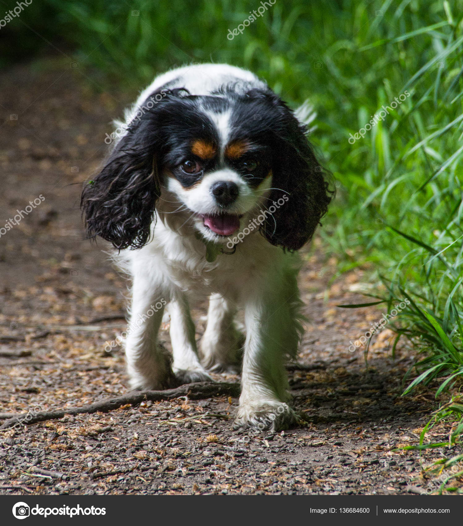 female king charles cavalier