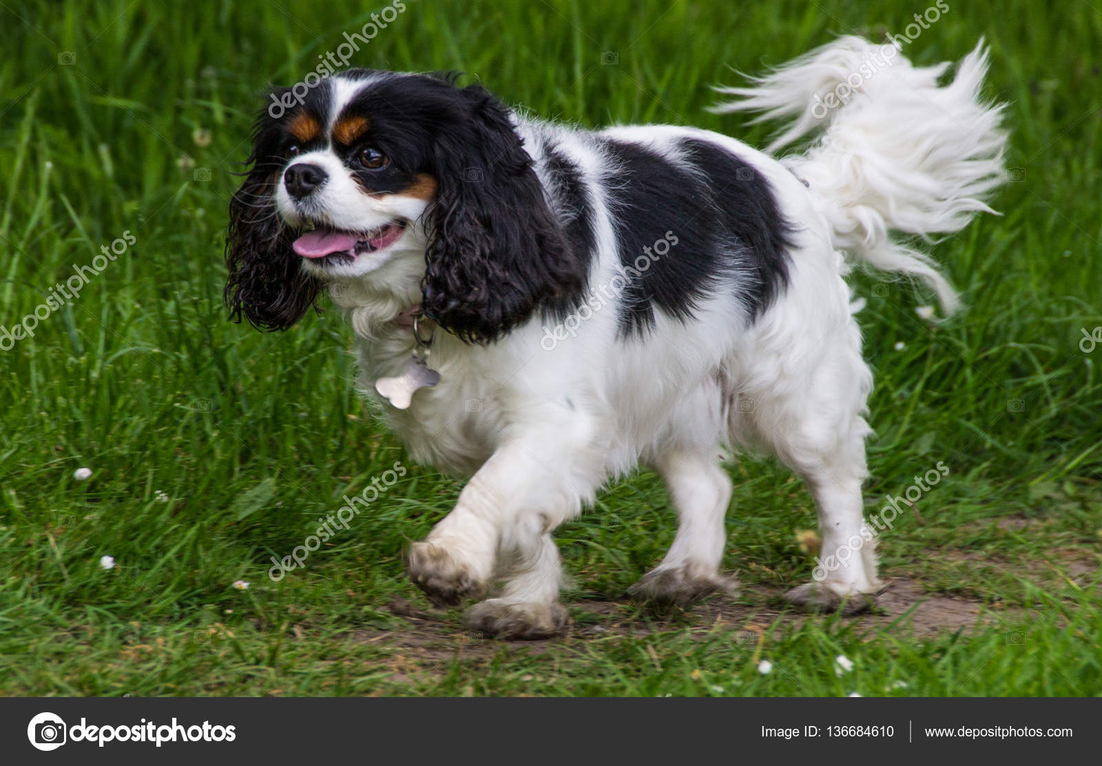 tri color cavalier king charles spaniel