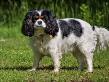 Kadın üç renkli Cavalier King Charles Spaniel
