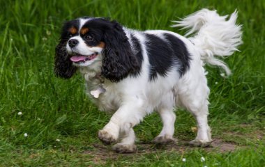 Kadın üç renkli Cavalier King Charles Spaniel