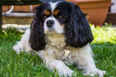Şövalye Kral Charles Spaniel