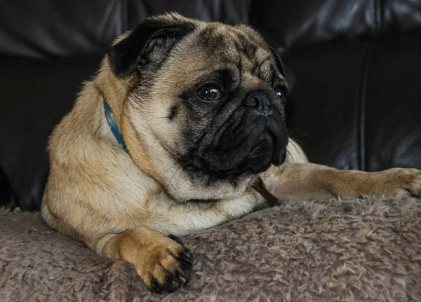 Erkek Pug köpek yavrusu