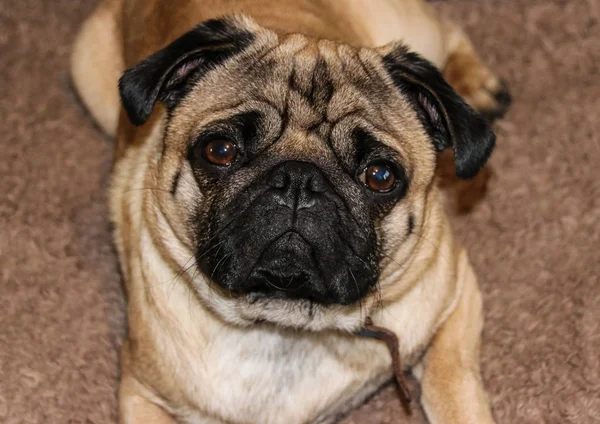 Erkek Pug köpek yavrusu