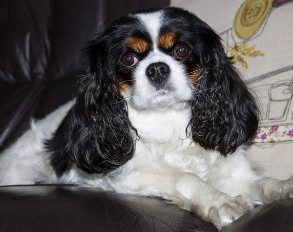 Erkek Cavalier King Charles Spaniel