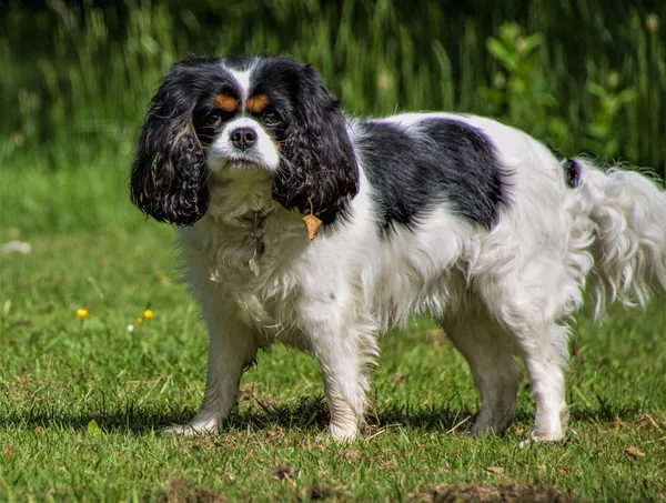 Weibliche Trikolore Kavalierkönig Karl Spaniel — Stockfoto