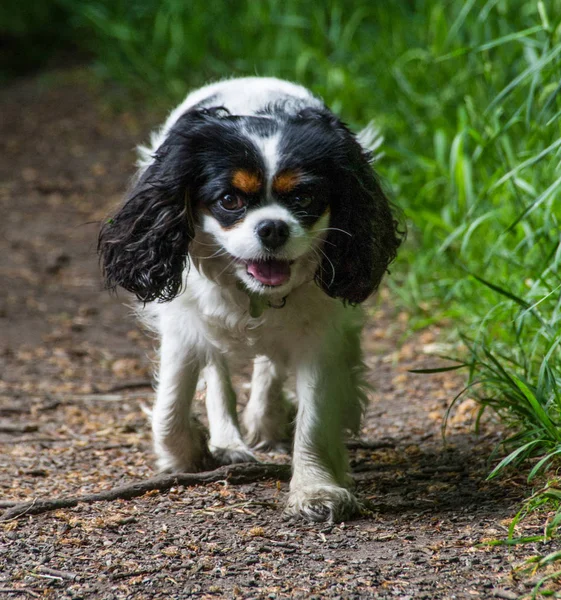 Kadın üç renkli Cavalier King Charles Spaniel
