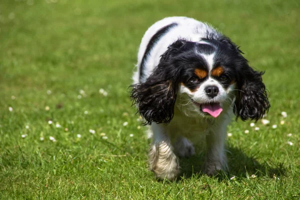Kadın üç renkli Cavalier King Charles Spaniel